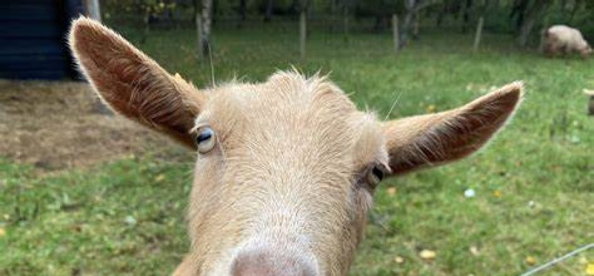 Learn about fostering at Bowland Wild Boar Park